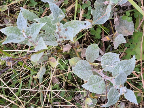 Salix lanata