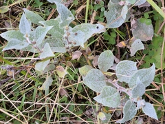 Salix lanata