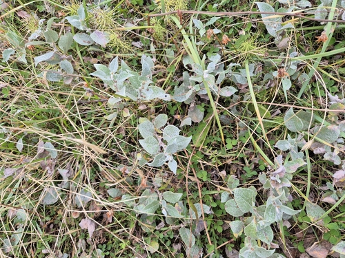 Salix lanata, photograph 1