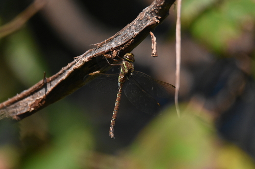Shadow Darner