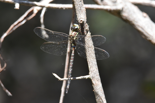 Shadow Darner