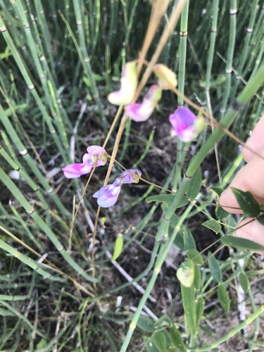 Lathyrus palustris, photograph 6
