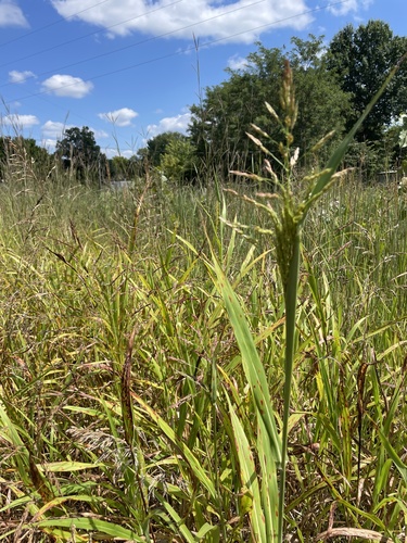 Johnson grass