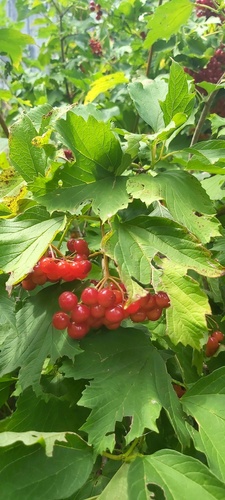 guelder-rose