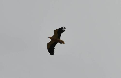 Egyptian Vulture