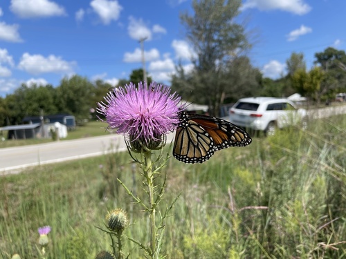 Monarch