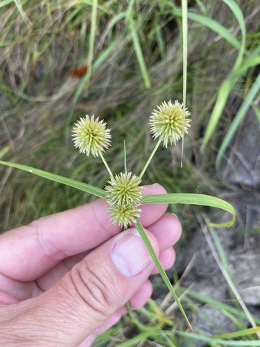 Globe Flatsedge
