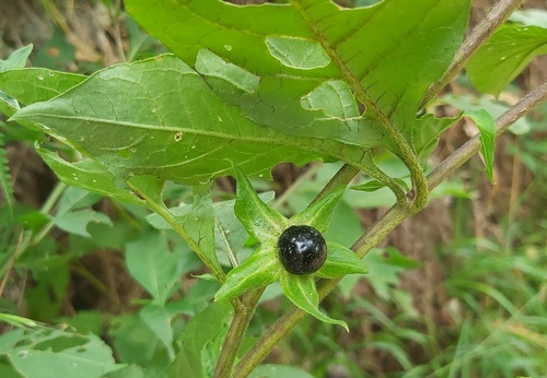 Deadly Nightshade