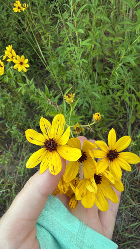 tall coreopsis