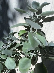 Kalanchoe orgyalis