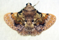 Gyostega