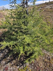 Larix lyallii, photograph author not stated, no rights reserved