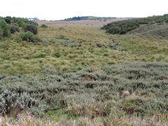 Alchemilla argyrophylla