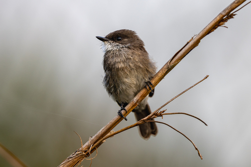 Swamp Flycatcher