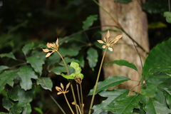 Heptapleurum heptaphyllum