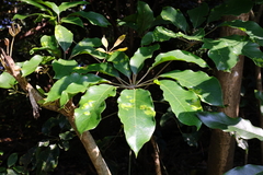 Heptapleurum heptaphyllum