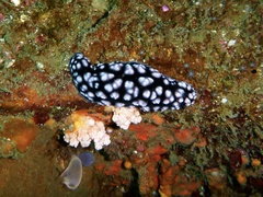 Phyllidiella pustulosa