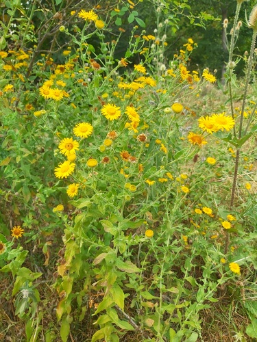 Common Fleabane