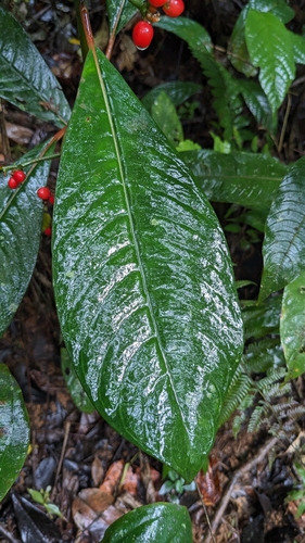 Notopleura uliginosa