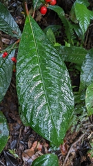 Notopleura uliginosa