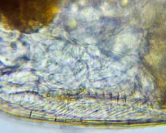 Chydorus sphaericus