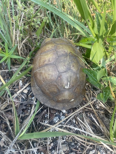 Three-toed Box Turtle