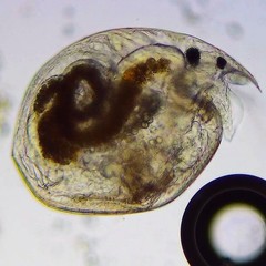 Chydorus sphaericus