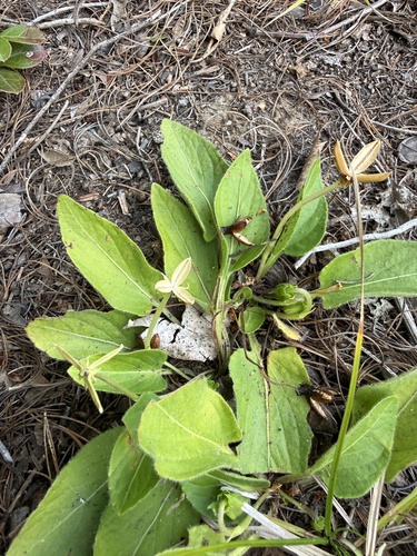 Viola fimbriatula