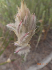 Ptilotus erubescens