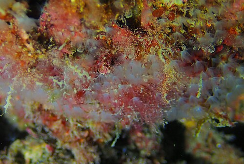 Phoronis hippocrepia observed 2026-08-23