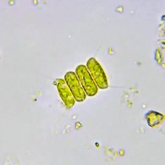 Desmodesmus communis