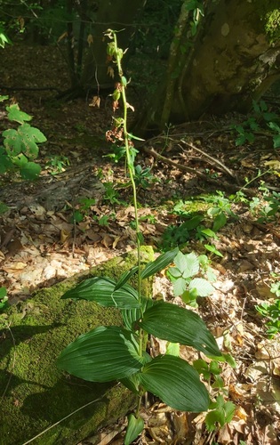 Broad-leaved helleborine