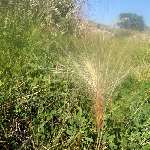 Foxtail Barley