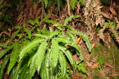 Dicranopteris linearis