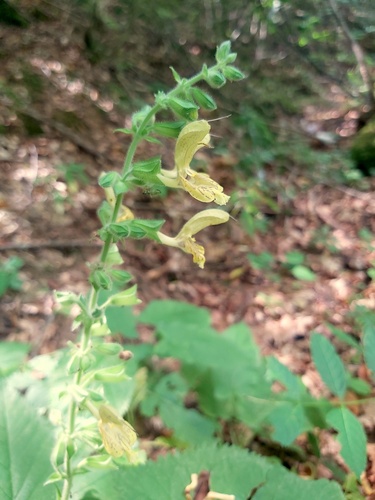 Sticky Sage