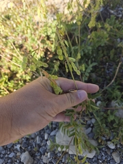 Hedysarum sulphurescens, photograph author not stated, no rights reserved