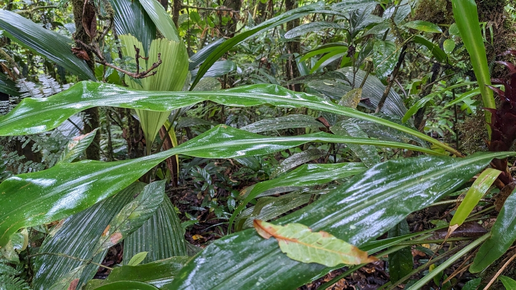 Pitcairnia atrorubens; photograph (c) Yu, some rights reserved (CC BY-SA)