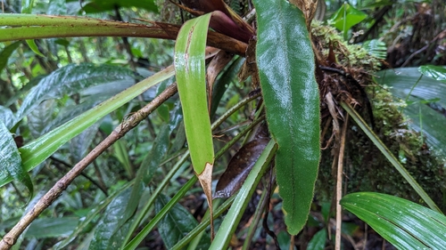 Pitcairnia atrorubens, photograph 1