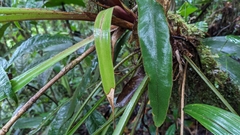 (c) Yu, some rights reserved (CC BY-SA) Pitcairnia atrorubens, photograph (c) Yu, some rights reserved (CC BY-SA)
