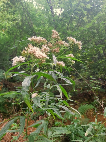 hemp agrimony