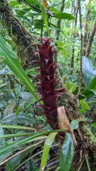 (c) Yu, some rights reserved (CC BY-SA) Pitcairnia atrorubens, photograph (c) Yu, some rights reserved (CC BY-SA)