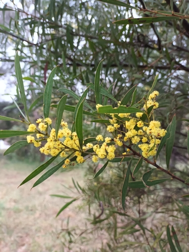 Acacia rubida, 2026-08-28