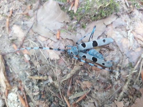 Alpine longhorn Rosalia