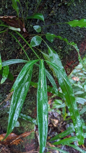 Philodendron anisotomum, photograph 1