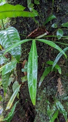 (c) Yu, some rights reserved (CC BY-SA) Philodendron anisotomum, photograph (c) Yu, some rights reserved (CC BY-SA)