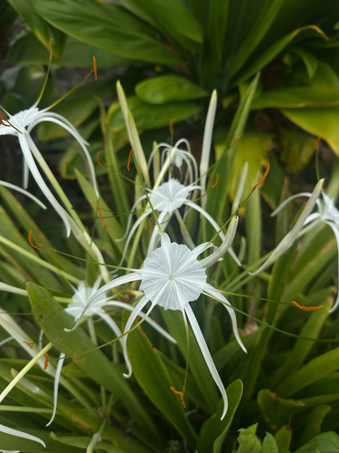 Hymenocallis littoralis observed 2026-08-27