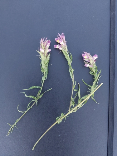 Field Cow-wheat