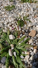Silene sedoides