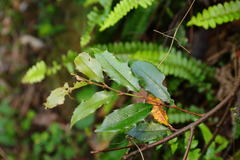 Prunus spinulosa