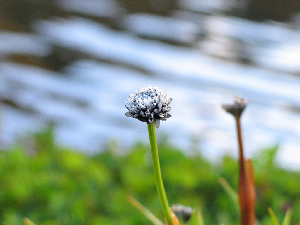 Eriocaulon schimperi